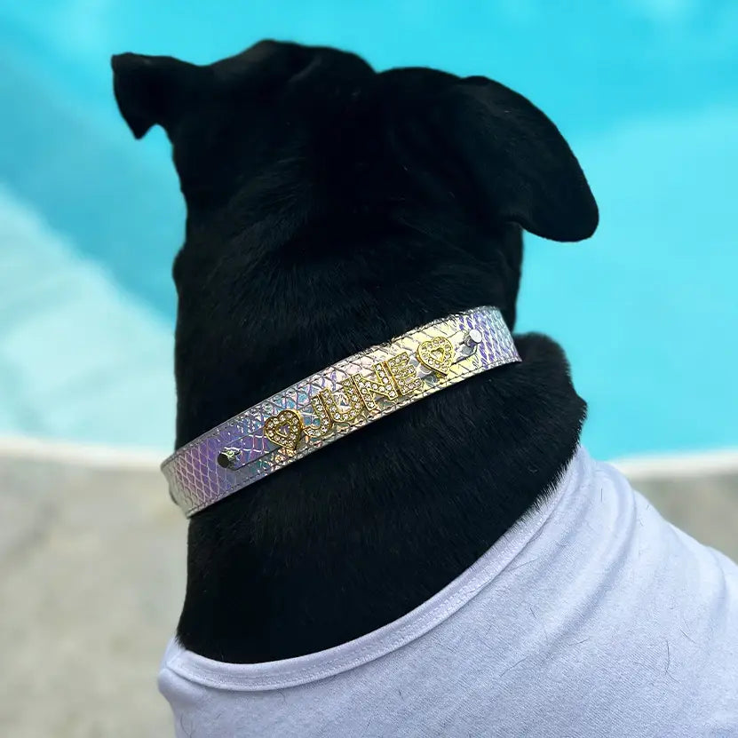 Dog Collar Shapes