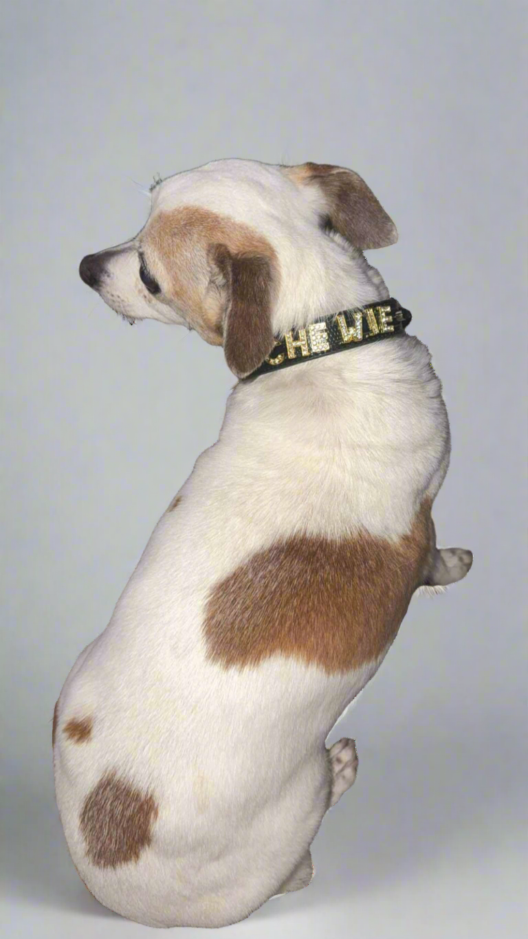Dog Collar