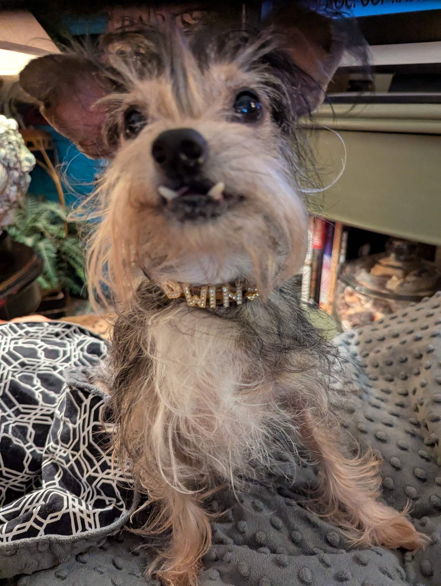 Dog Collar Shapes