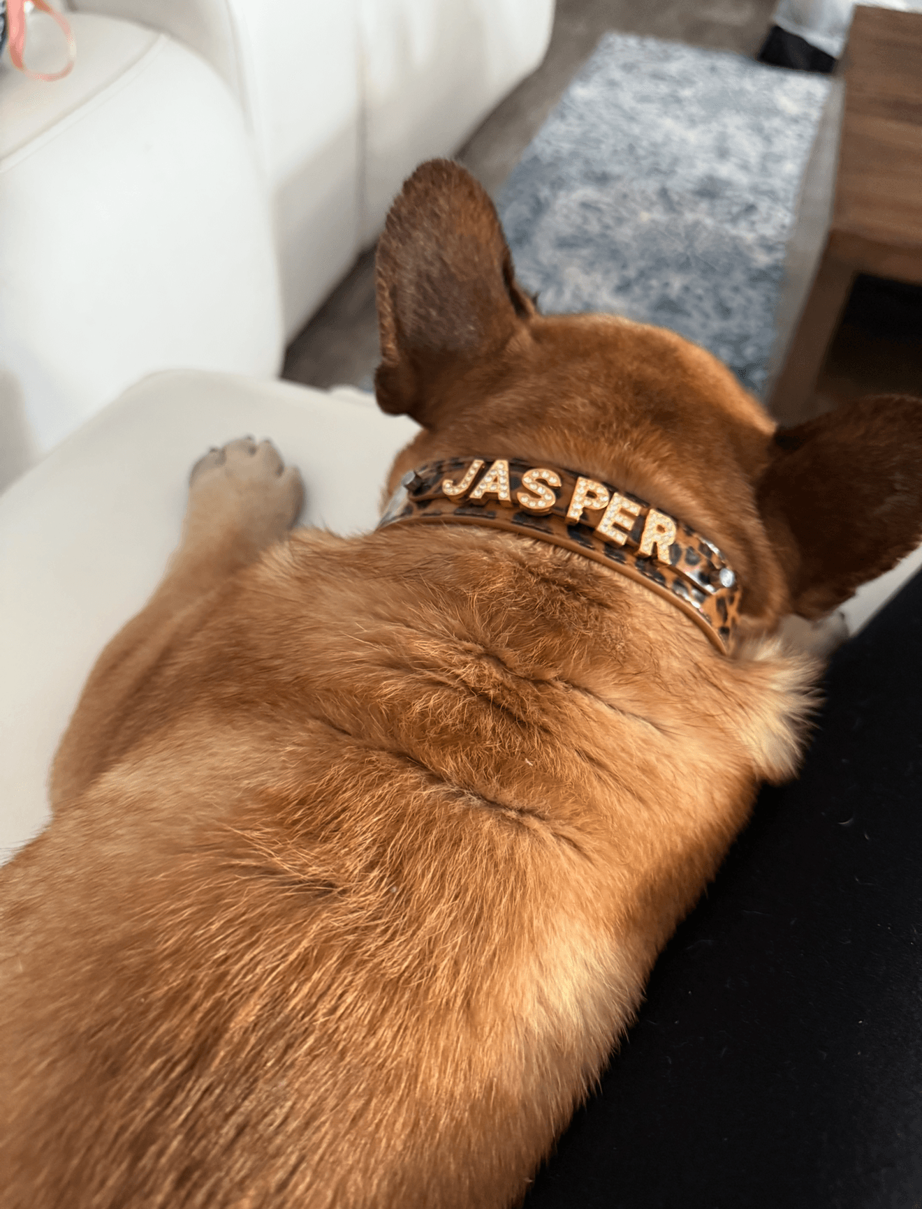Dog Collar Shapes