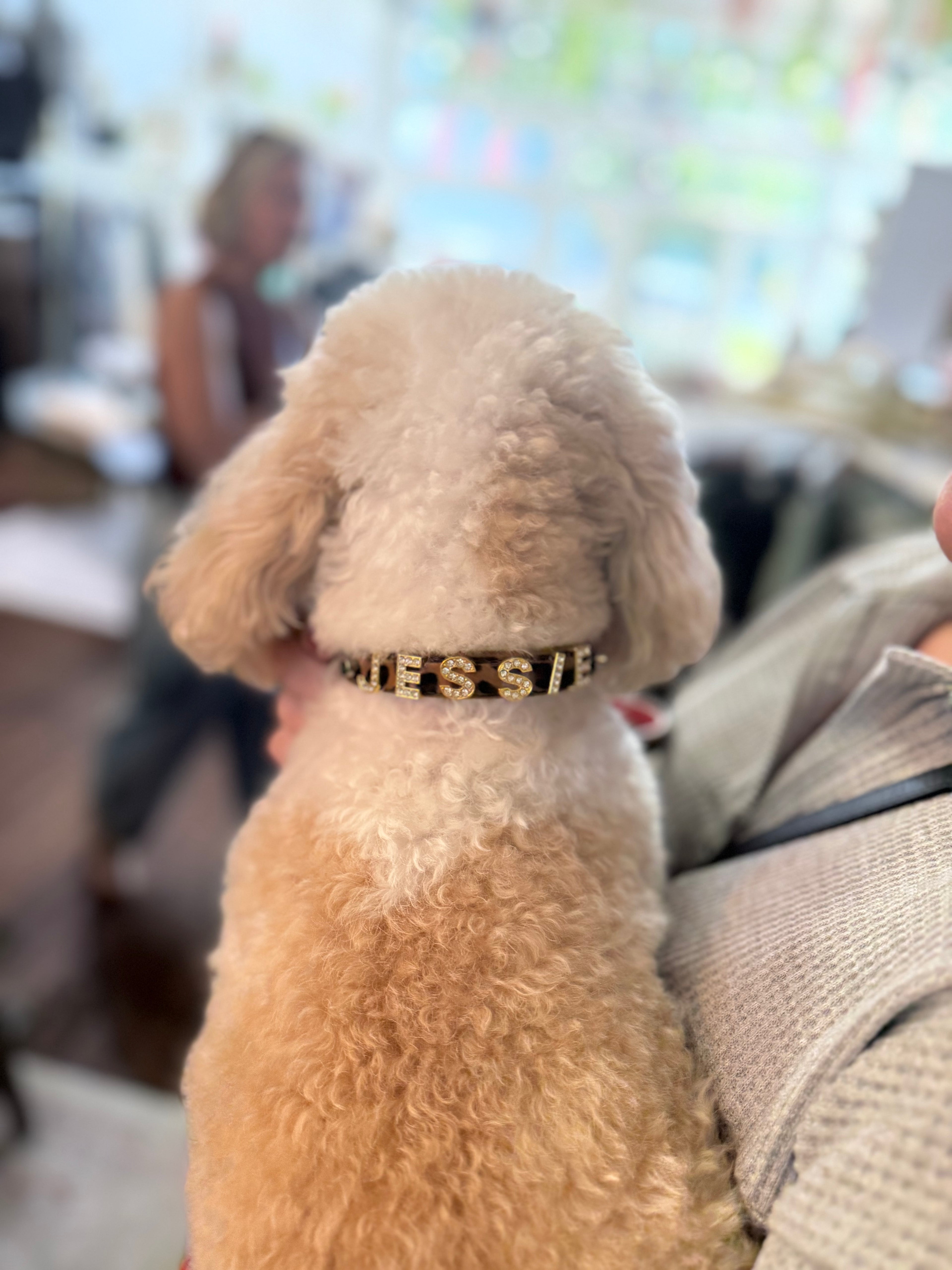 Dog Collar
