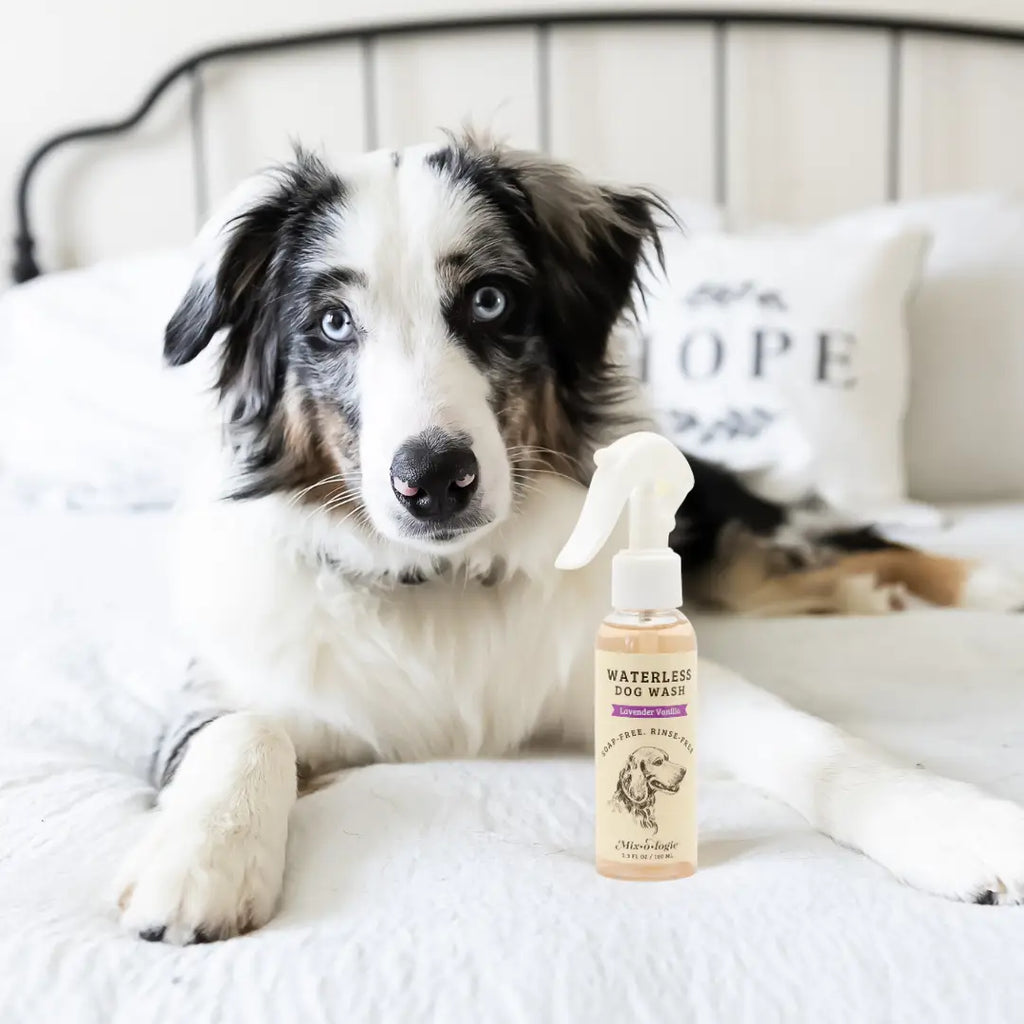Waterless Dog Wash | Dry Shampoo for Dogs