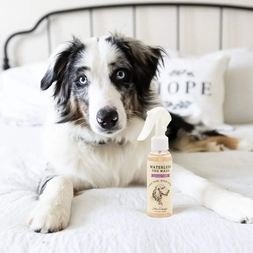 Waterless Dog Wash | Dry Shampoo for Dogs